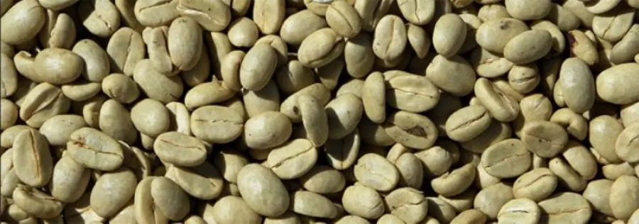 Caffè verde, il tuo miglior alleato nella dieta