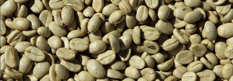 Caffè verde, il tuo miglior alleato nella dieta