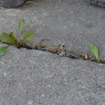 Come eliminare le erbacce in giardino: idee e consigli per un prato perfetto